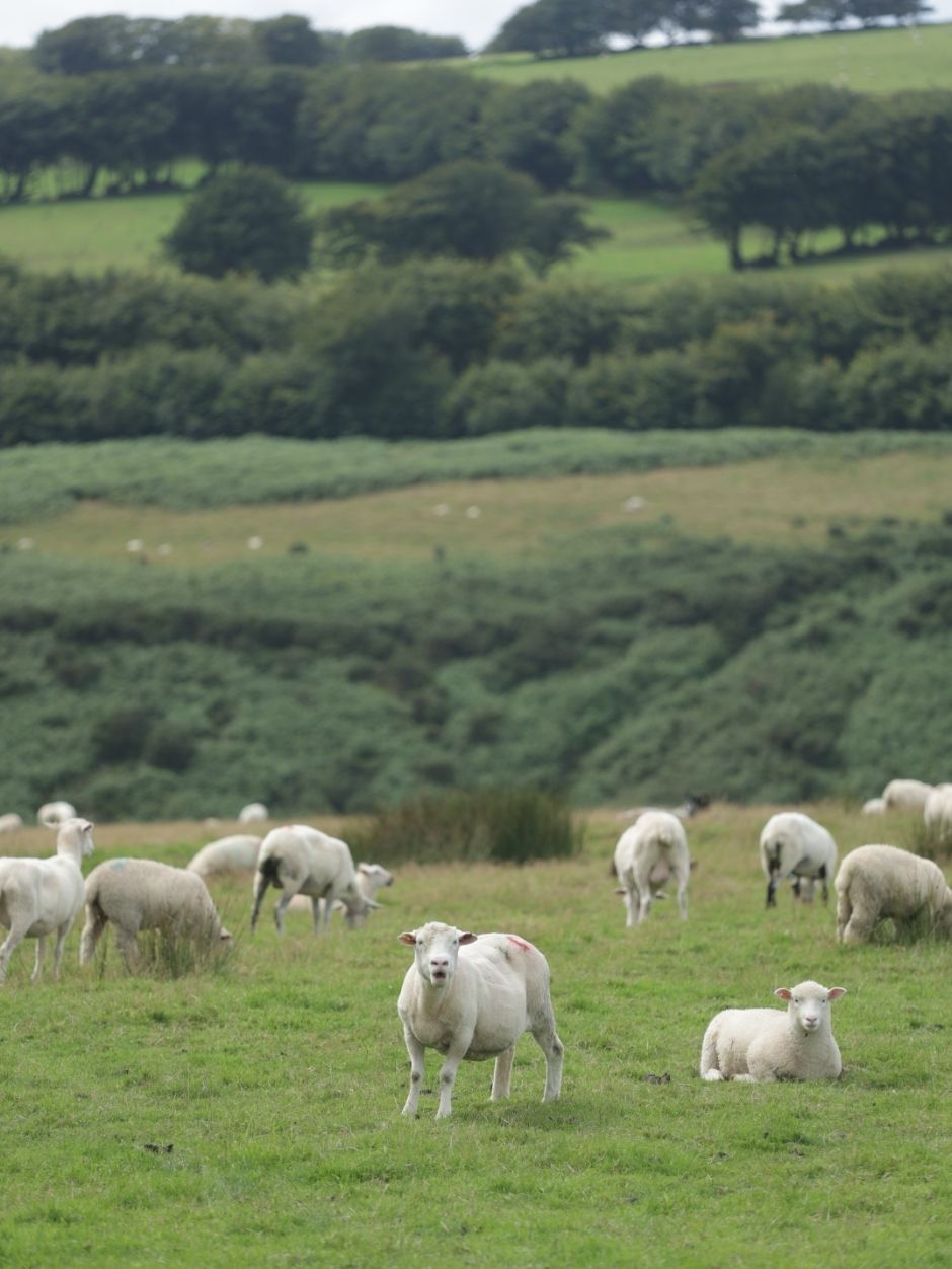What's in a Blend? Fibre Characteristics of Sheep Breeds with Sonja & Helena of JAT