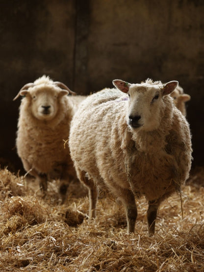 What's in a Blend? Fibre Characteristics of Sheep Breeds with Sonja & Helena of JAT
