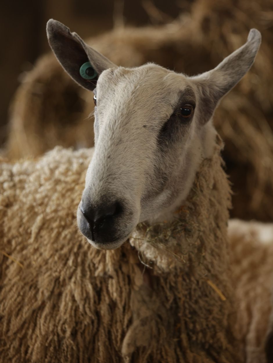 What's in a Blend? Fibre Characteristics of Sheep Breeds with Sonja & Helena of JAT