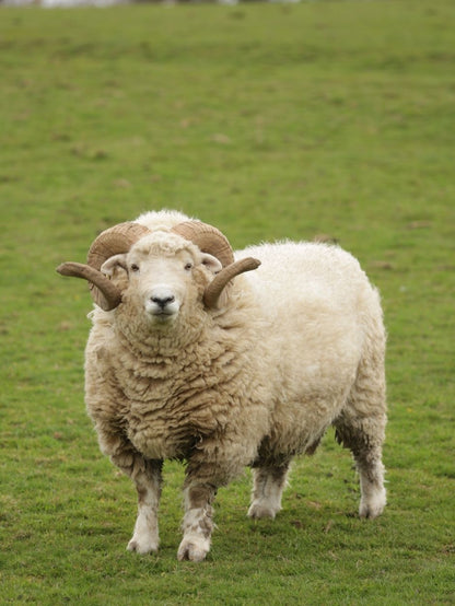 What's in a Blend? Fibre Characteristics of Sheep Breeds with Sonja & Helena of JAT