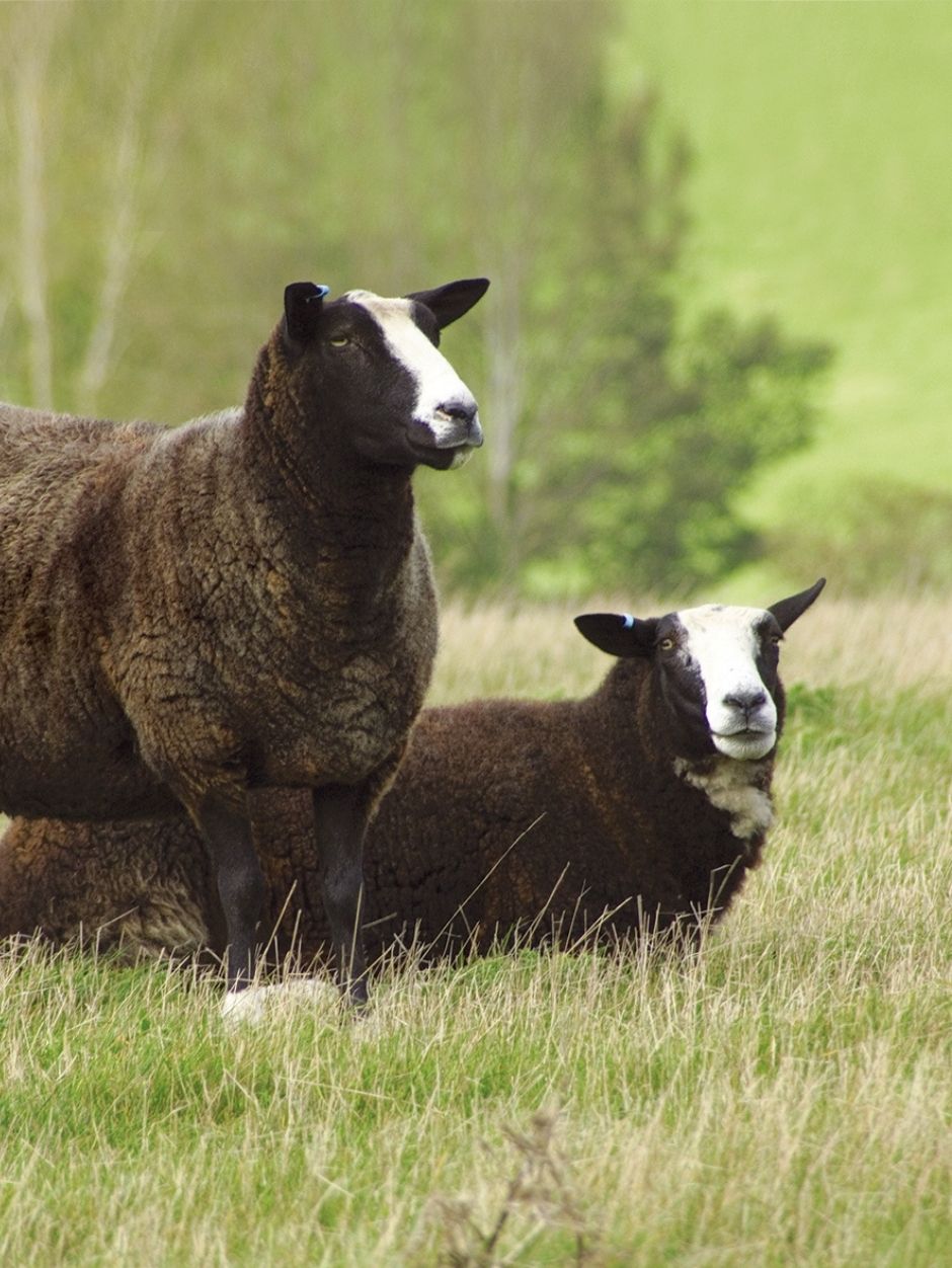 What's in a Blend? Fibre Characteristics of Sheep Breeds with Sonja & Helena of JAT