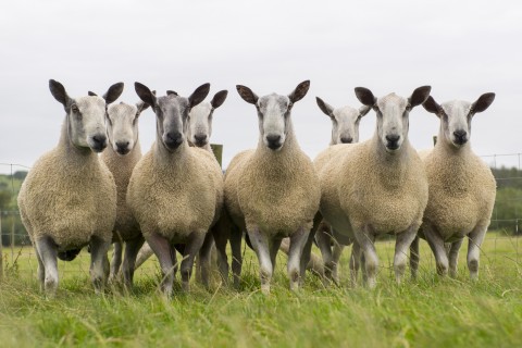 Beautiful Bluefaced Leicester & Fibre East