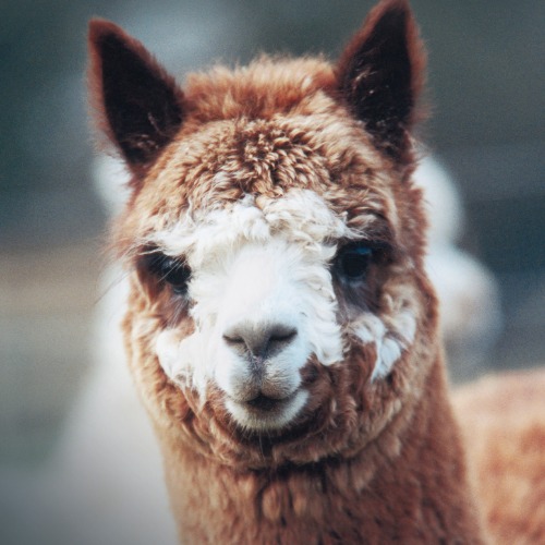 Alpaca
