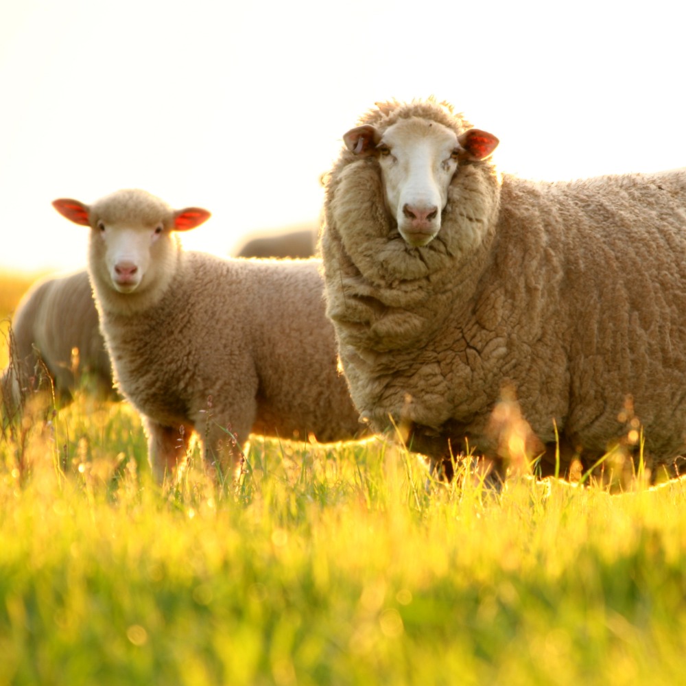 Falklands Merino