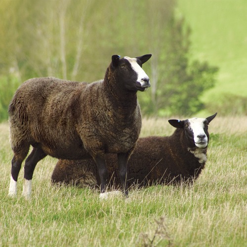 Devon Zwartbles